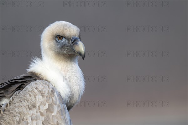 Griffon vulture
