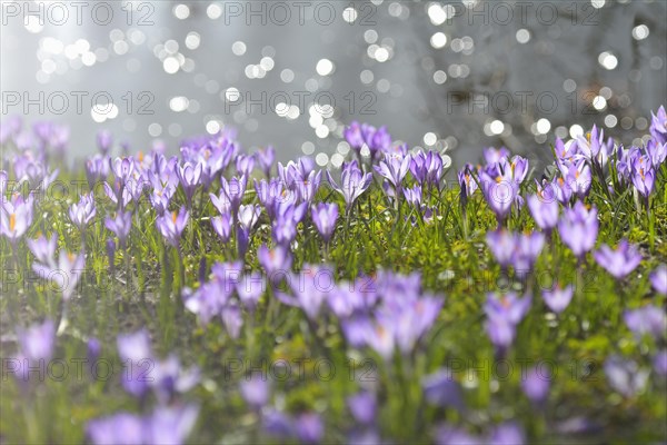 Crocus with reflected Sun in Water in the Spring