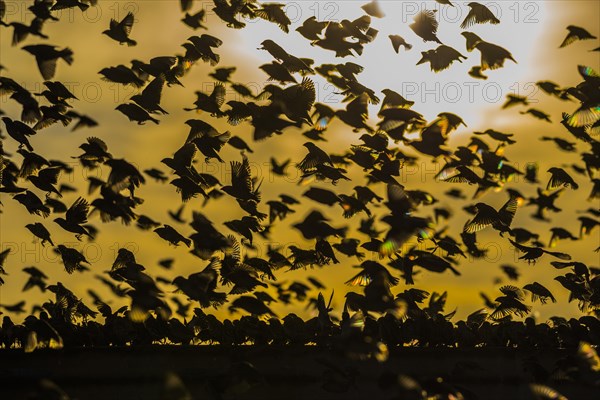 A mega flock of red-billed quelea