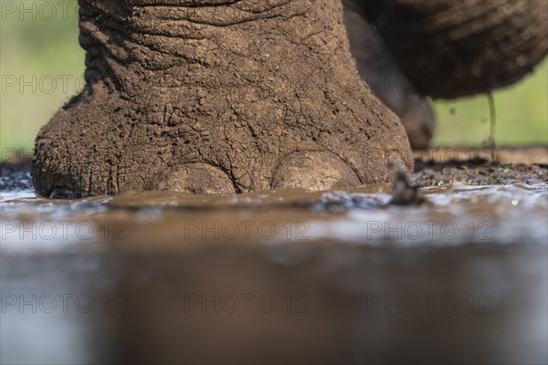 African elephant