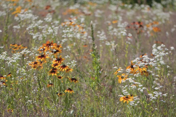 Flower meadow with cockleburs