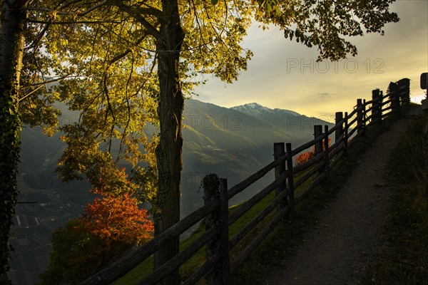 Old fence with autumnal tree as silhouette at sunset