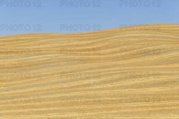 Harvested wheat field