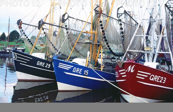 Crab cutter in row
