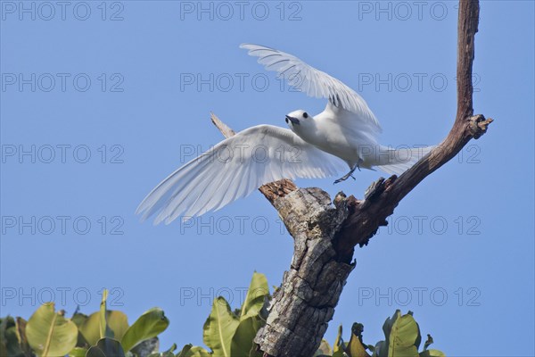 White tern