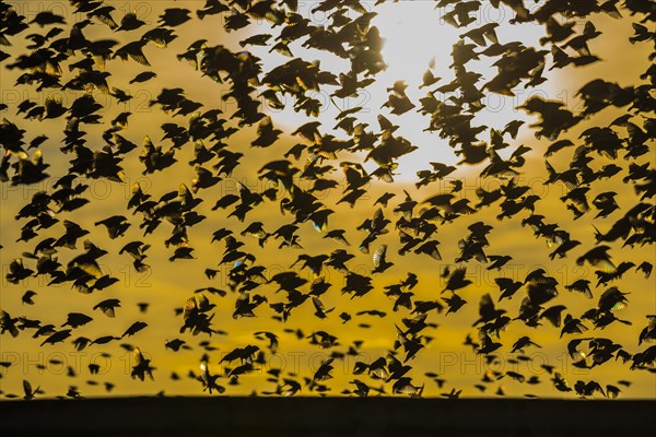 A mega flock of red-billed quelea