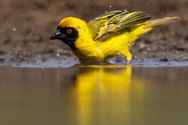 Southern masked weaver