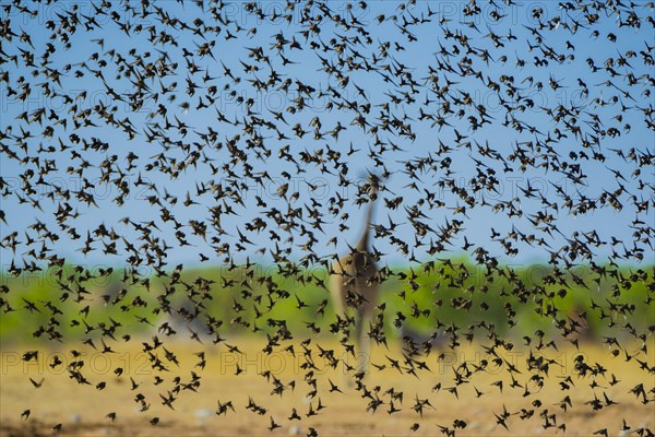 A mega flock of red-billed quelea
