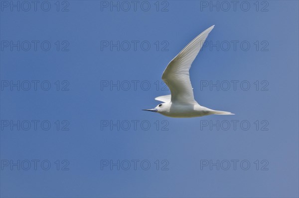White tern
