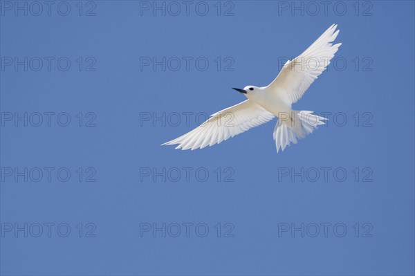 White tern
