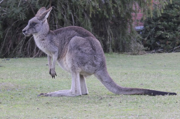 Eastern grey kangaroo