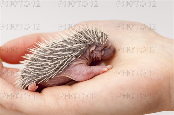European european hedgehog