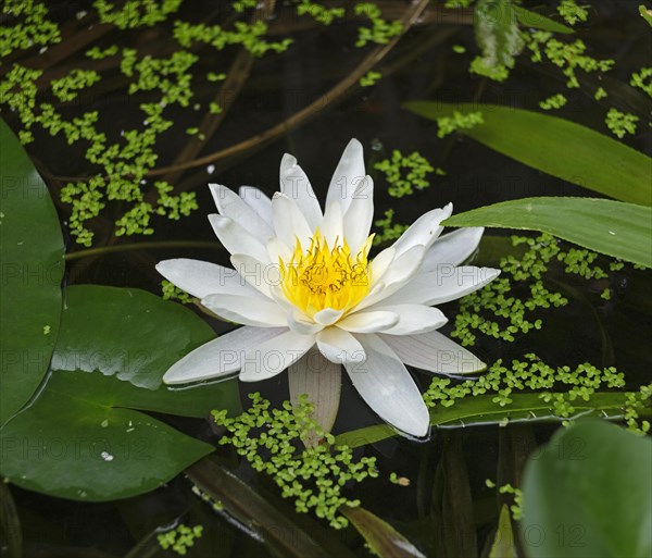 Water lily blossom