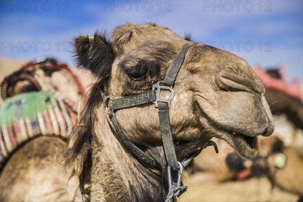 Camel as a mount rests in the Negev desert