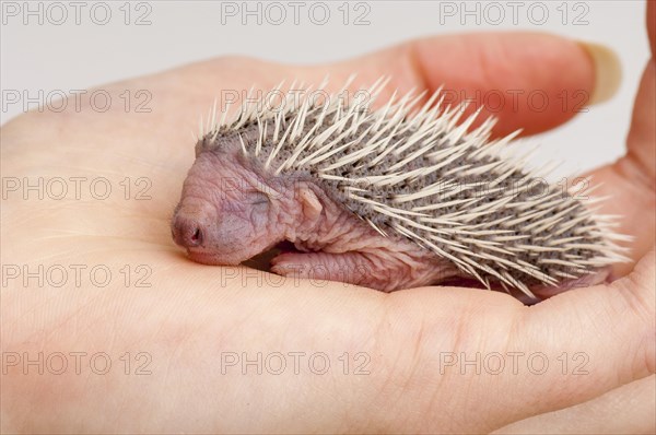 European european hedgehog