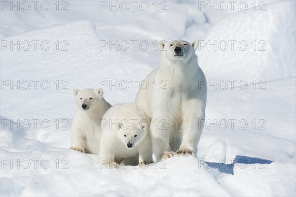 Polar bear