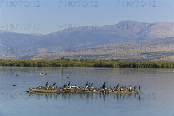 Cormorants