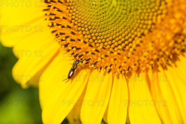 Earwig