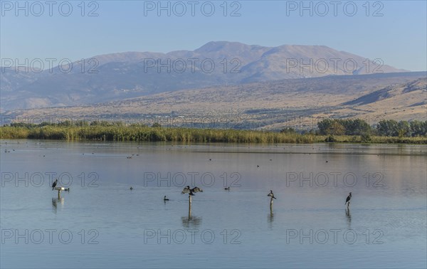 Cormorants
