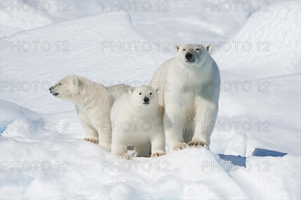 Polar bear