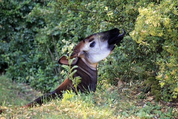 Okapi