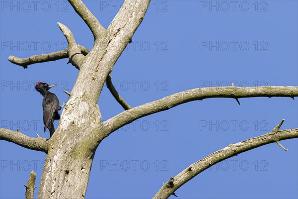 Black woodpecker