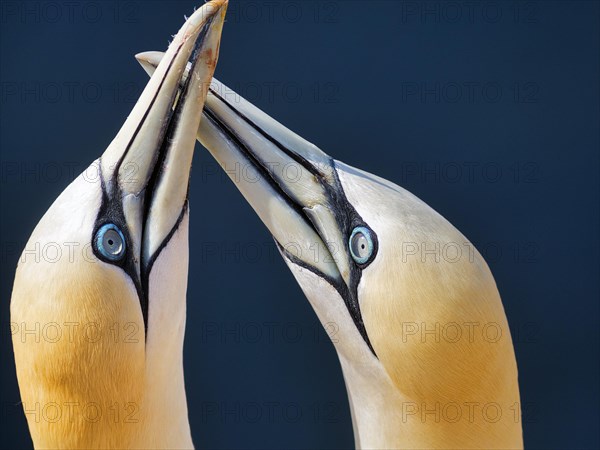 Northern gannet