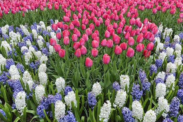Bed with pink tulips