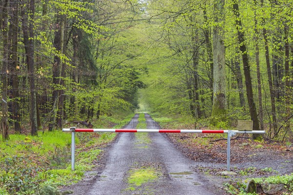 Forest after rain in spring with barrier