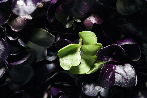Red radish cress