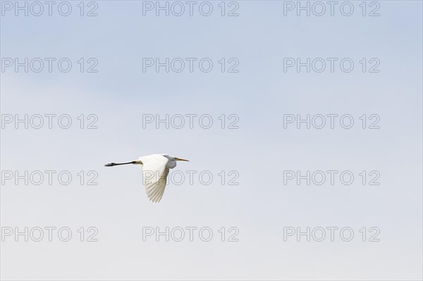 Great egret