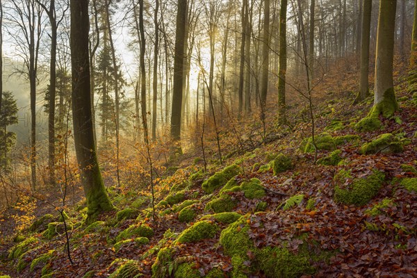 Mountain Forest at Sunrise with Morning Haze