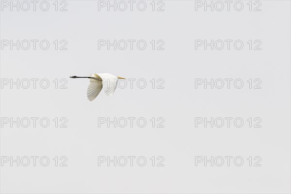 Great egret