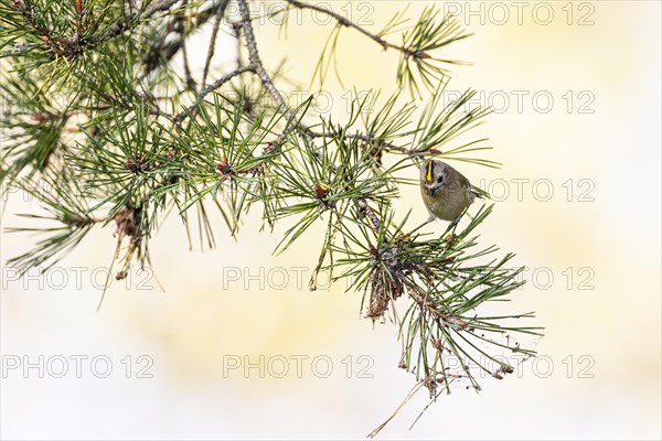 Goldcrest