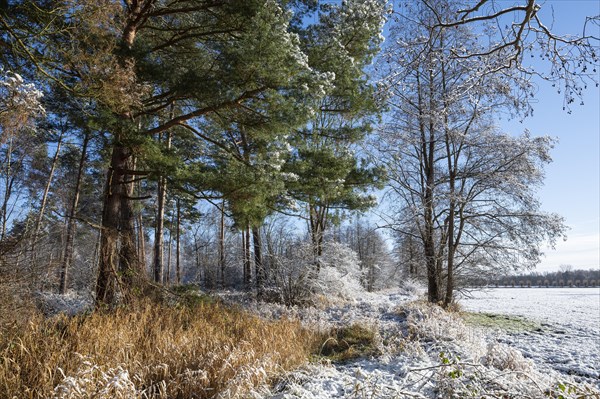 Snow