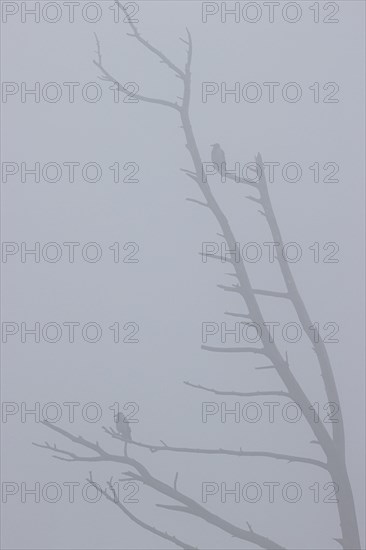 Hooded crow