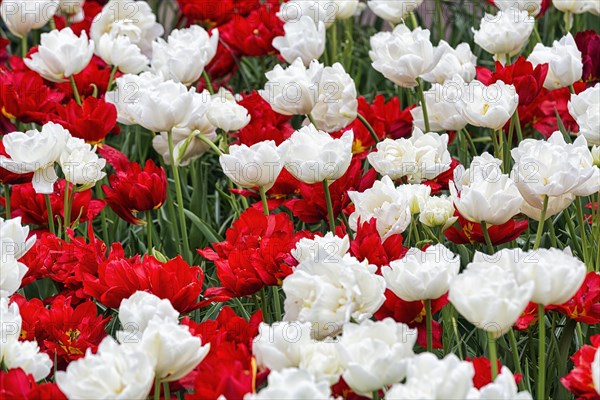 Red and white tulips