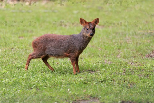 Southern pudu