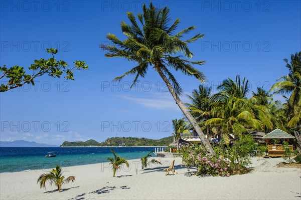 Empty sandy beach without tourists with coconut palm