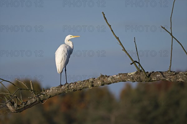 Great egret