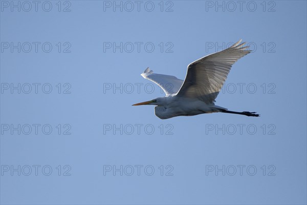 Great egret