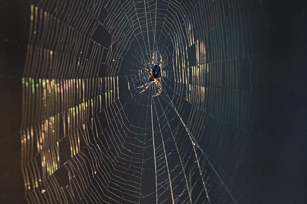 European garden spider