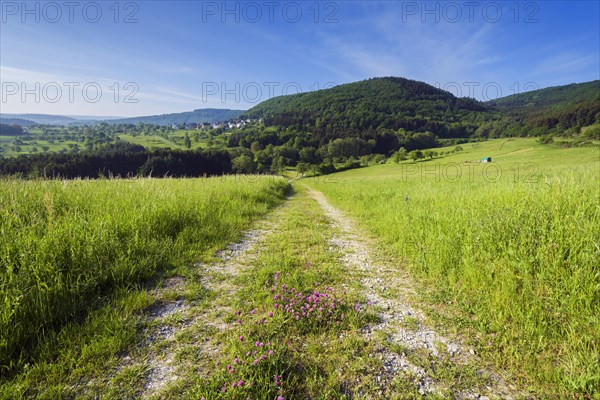 Field Path in Spring
