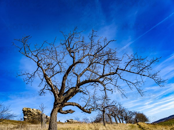 Tree at the rock formation Teufelsmauer