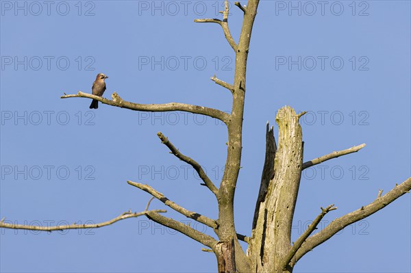 Eurasian jay