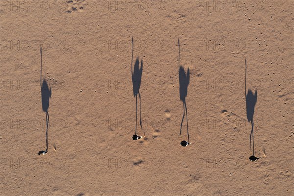 Ostrich