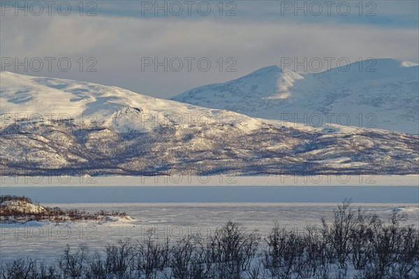 Snowy landscape and birch trees