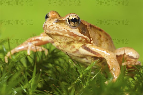 Common frog
