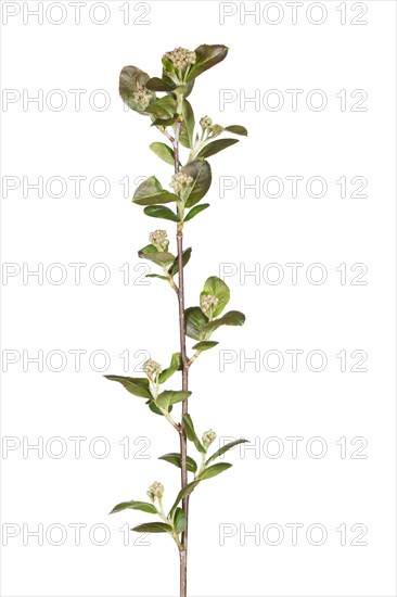 Black chokeberry