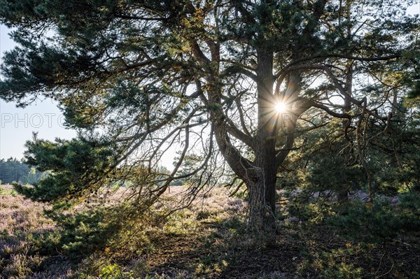 Old scots pine